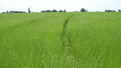 Naast de teelt van vezelvlas met verminderde bemesting, zijn er ook subsidie voorzien voor vlinderbloemigen, mechanische onkruidbestrijding, verwarringstechniek in de fruitteelt en het behoud van lokale veerassen (25 euro/schaap en 150 of 175 euro/rund).