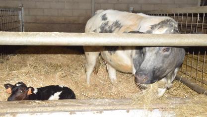 Op Europees niveau blijft België vrij van tuberculose en het statuut is nog niet in gevaar.