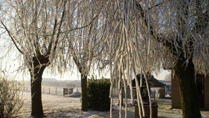 Voor de wettelijk aangeplante aanplantingen kan de pachter aanspraak maken op een vergoeding, voor zover de aanplantingen aanleiding hebben gegeven tot een waardevermeerdering van het onroerend goed.