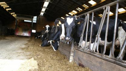 Bij een melkkoe die gemiddeld 700 kg weegt en 45 liter melk geeft, streven we naar een droge stofopname van 25 kg per dag.