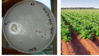 Inzet van fosforsolubiliserende bacteriën bij de bemesting van maïs  en aardappelen.