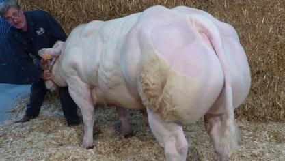 Loyal was een aantrekkelijke stier met een indrukwekkende bespiering, veel breedte, een mooie lengte en een diepe achterhand.