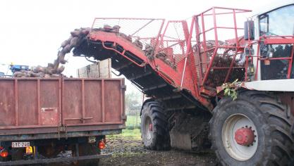 Een info- en demonamiddag rond het gebruik van voederbieten vindt plaats op 18 oktober.