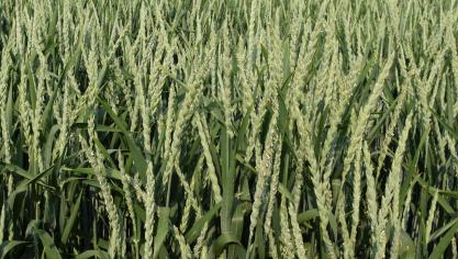 In totaal werden slechts vijf rassen beproefd in de kustpolder en het leem- en zandleemgebied.