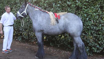 Dina van ‘t Roetaart,
eig. Louis Fierens – Emblem,
eerste prijs bij de merries geboren in 2015.