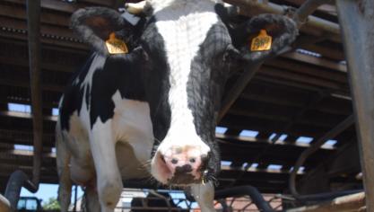 De relatief goede melkprijzen op dit moment zijn een gevolg van betere marktomstandigheden