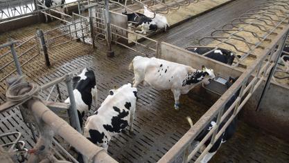 Sedert de maand juni is er voor de Milcobel-notering elke maand een euro voor de standaardprijs bijgekomen.