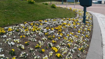 Als de leveringstermijnen redelijk zijn, kan de lokale boomkweker hoeveelheden van homogene kwaliteit leveren aan een aantrekkelijke prijs.
