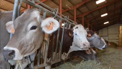 Op de Gaec de la Cheminée des Fées zal de hele veestapel binnenkort alleen bestaan uit bruine koeien, ten koste van de Montbéliardekoeien. Dit werd al in gang gezet in 2005.