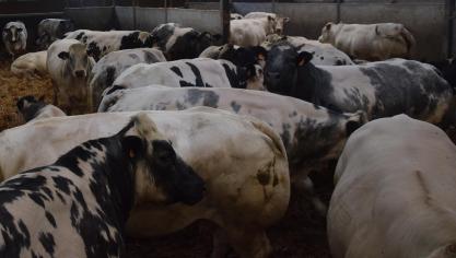 De vleesveehouderij in Europa vreest Zuid-Amerikaanse concurrentie.