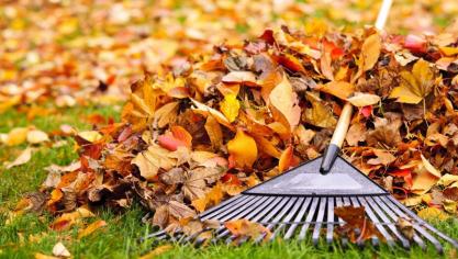 Een mengsel van gemalen bladeren en grasmaaisel is ideaal als  mulchlaag.