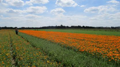 “De teelt is aangepast aan ons klimaat”, licht Mieke Vandermersch van proefcentrum Herent toe.