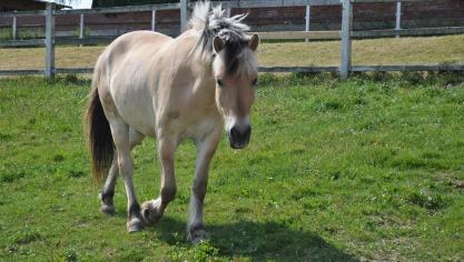 horse-1010813_960_720