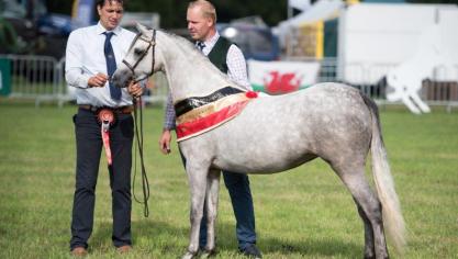 Overall reserve youngstock champion en overall reserve surpeme champion Laurierhof Jewel van Ben Dierick uit Oostakker.