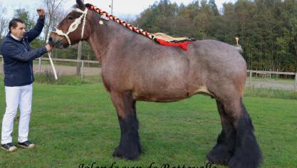 Jolande van de Rattevalle, eerste prijs bij de merries van 10 jaar en ouder. Eig.: Nico Smeers – Brustem, Sint–Truiden.