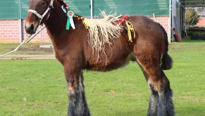 Boudewijn WP van Vlaams Brabant, eerste prijs bij de hengstveulens geboren in 2017 jongste veulens tweede reeks. Eig.: Stal de Broekwinning & Moreels, Heusden–Zolder.