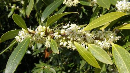Osmanthus decorus.
