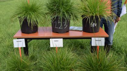 Festulolium is het resultaat van kruisingen en  terugkruisingen  tussen  Festuca en Lolium.