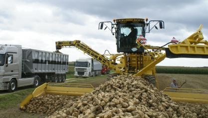 De opkomst van isoglucose gaat ten koste van de bieten.