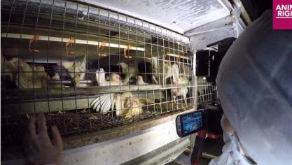 ’s Nachts inbreken in stallen is geen correcte handelswijze.