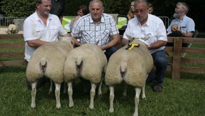 Drie volwassen afstamming, Depelseneer M&J Vollezele.
