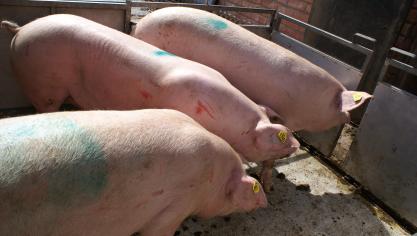 Relatief veel varkensvlees gaat naar het Verenigd Koninkrijk.