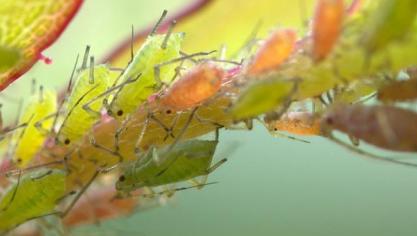 lice-1452137_960_720