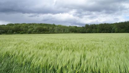 Glyfosaat wordt relatief veel gebruikt in de akkerbouw.