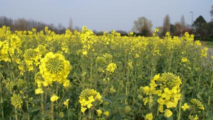 Koolzaad groeit als teelt in de EU nog altijd.