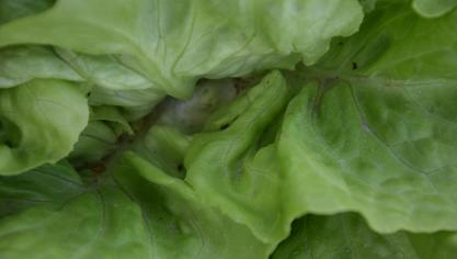 In de slateelt heeft de teler last van drie types luizen, waaronder groene slaluis.