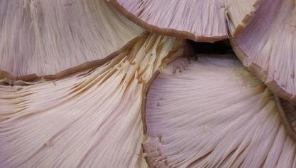 In Brussel liggen op wandelafstand van elkaar een oesterzwammenkwekerij en een krekelboerderij.