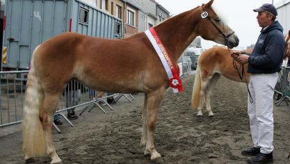 Jeugdkampioene Belinda (Liz Narkas + Bologna). Eig.: Bruno Ronsijn uit Voorde. Belinda werd als veulen aangekocht in Oostenrijk.