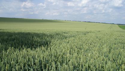 De proeven bladbehandeling en aarziektebestrijding in wintertarwe gingen door in Helkijn.