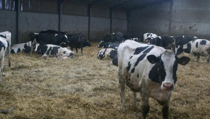 Milcobel verwijst naar de snel en sterk dalende marktprijzen.