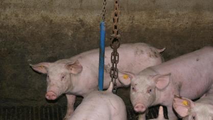 Alle sectorale partners en de federale overheid zijn het eens dat het gebruik van antibiotica in de dierlijke sector moet dalen.