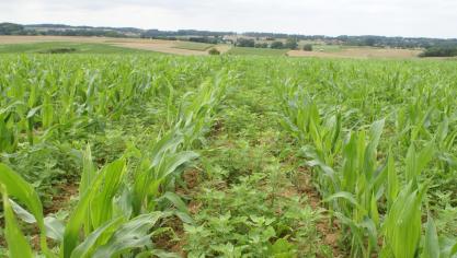 De USDA verwacht recordhoge hectareopbrengsten in de VS.