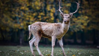 Grof wild kan veel schade in de landbouw veroorzaken.
