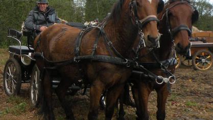 Voor de tocht van de Houtlandmenners meldden zich 23 koetsen en 76 deelnemers.
