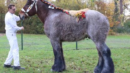 Amador van de Boterhoeve, Milo van Luchteren x Peron van Dedem,
grote maat. Eig.: Luc & Ignaece Imschoot, Beervelde.