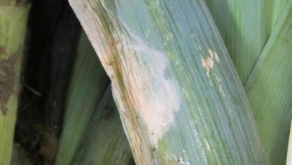 Een rotte bladvlek (onder een papiervlek) doorlopend naar de schacht.