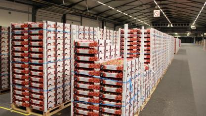 Topaanvoer Hoogstraten aardbeien