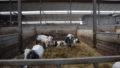 Voeder en strooisel zouden elementen kunnen zijn die het sturen op ammoniakemissie (voor een deel) mogelijk maken.