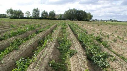 De biologische sector werkt zonder chemische gewasbescherming, wat tot andere technieken van onkruidbestrijding noopt.