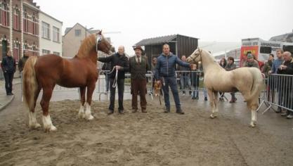 Algemeen kampioen werd de sectie D-hengst Trevallion Ambassador (links) en de palomino sectie B-hengst Laurierhof Tornado (rechts) werd reservekampioen (foto S. De Deurwaerder).