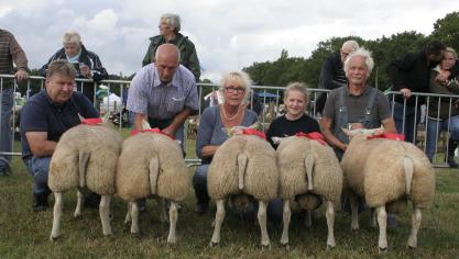 1133-0566/0546, 1055-0711/0640 en 1317-0342, vijf beste ramlammeren Texel. Eig.: Thijs A., Lier, Sprangers J., Meer en Corsmit H., Oelegem.