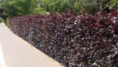 Een kleurige haag, hier een haag van rode beuk, zorgt voor exra contrast  in de tuin.