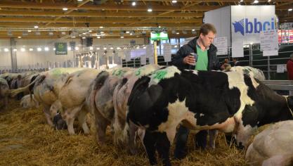 Zullen we ook in de toekomst op de Heysel nog gepassioneerde veehouders zien die hun dieren toilletteren voor de prijskampen?
