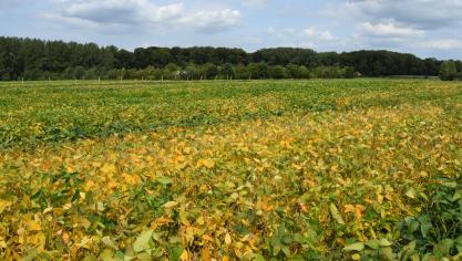 Van soja was in het eerste actieplan nog geen sprake en nu  proberen we een traject uit te stippelen om soja in de praktijk te introduceren , aldus Geert Rombouts