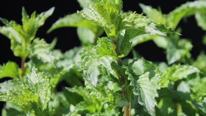 Mentha spicata var. crispa-