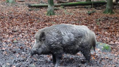 wild-boar-318964_960_720